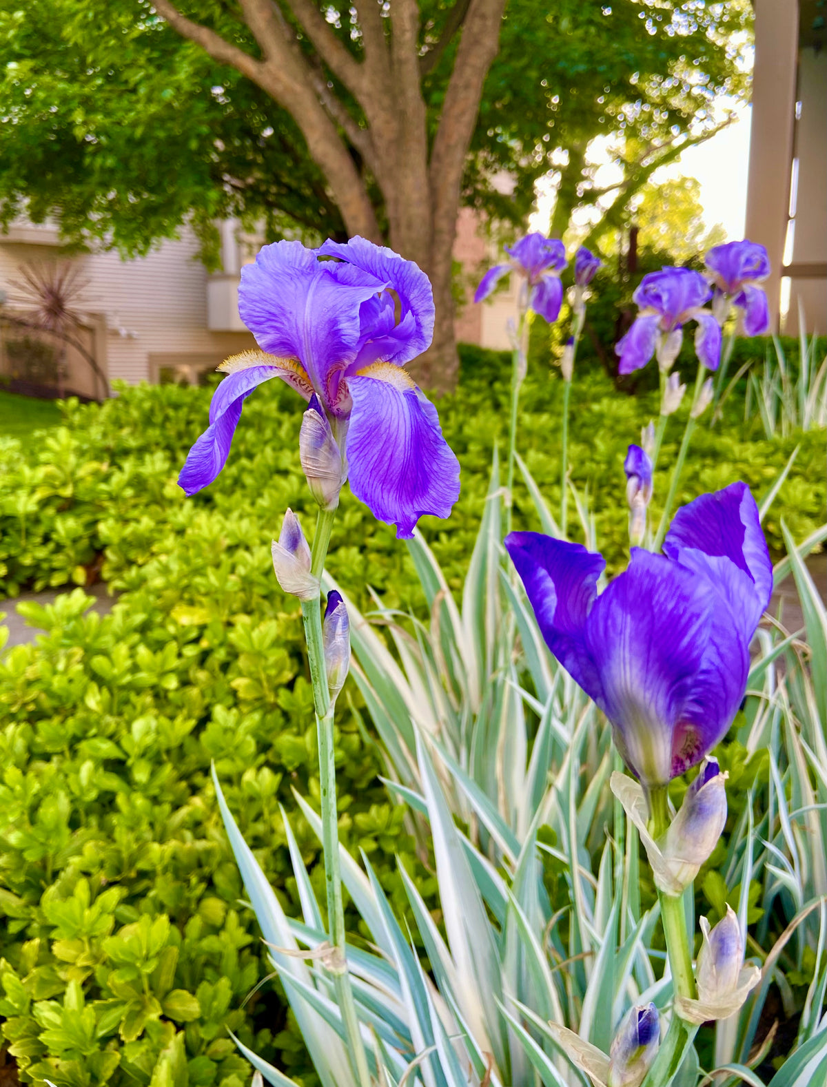 Iris Garden