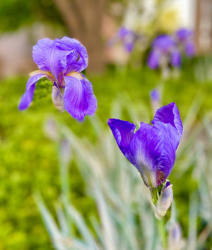 Iris Garden